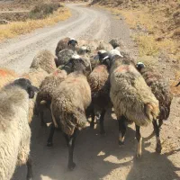 میش شال