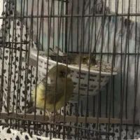 قناری گلاستر