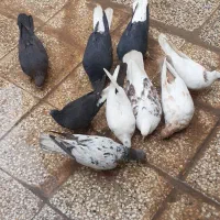 قناری|پرنده|شیراز, گویم|دیوار