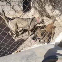 یک جفت سگ ۴ماهه نر .و ۲جفت سگ ۲ماهه نر|سگ|بوئین زهرا, |دیوار