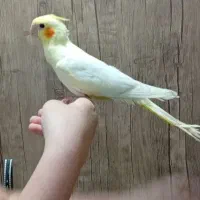 عروس هلندی|پرنده|مسجد سلیمان, |دیوار