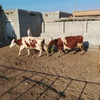 فروش گاو|حیوانات مزرعه|محمدیار, |دیوار