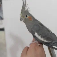 عروس هلندی ماده