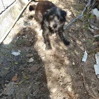 سگ پاکوتاه نژاد دار|سگ|نوشهر, |دیوار