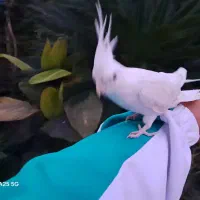 عروس آلبینو رام رام حلقه پا|پرنده|رودسر, |دیوار