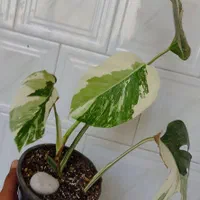 برگ انجیری ابلق/مانسترا ابلق/پنجه شیری ابلق|گل و گیاه طبیعی|سیستان, |دیوار