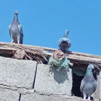 ده عدد کبوتر برای فروش