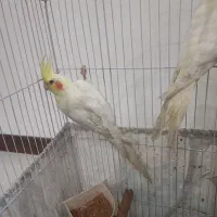 تعدادی عروس هلندی|پرنده|یزد, |دیوار