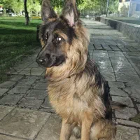سگ ژرمن . واگذاری