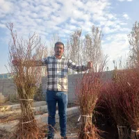 نهال بادام مناسب مصرف تازه خوری و صادراتی|خدمات باغبانی و درختکاری|سبزوار, قصبه غربی|دیوار