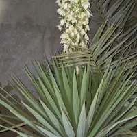 نیرو کار برای فروشگاه و باغبانی با محتوای ذکر شده|خدمات باغبانی و درختکاری|بندر گناوه, |دیوار