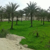 زمین فروشی نقاشه