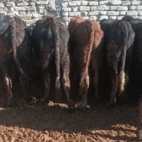 گوساله نر دورگ محلی