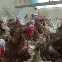 بوقلمون بوربون|حیوانات مزرعه|تهران, افسریه شمالی|دیوار