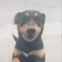 دوبرمن 2ونیم ساله