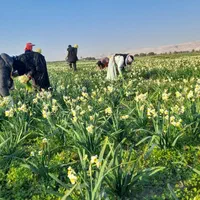 پیاز گل نرگس شهلا|گل و گیاه طبیعی|خفر, |دیوار