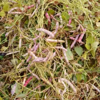 لوبیا بذری صالح