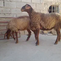 بره لاغر ۲نرو۱ماده|حیوانات مزرعه|تربت جام, جامرود|دیوار