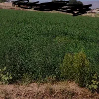 اجاره خانه ویلایی ۱۰۰ متری ۲ خوابه در بحرودی