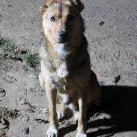 2000d دوربین عکاسی DSLR کنون|دوربین عکاسی و فیلم‌برداری|ماسال, |دیوار