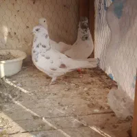 کبوتر|پرنده|سمنان, |دیوار