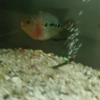 ماهی فلاور هورن و باکس