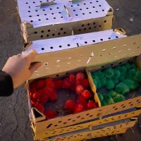 بومی.عربی.گوشتی