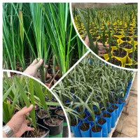 نخل های کشت بافتی ، منحصر به فرد