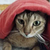 یک عدد گربه خانگی