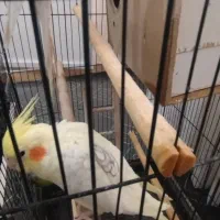 یک جفت لوتینو|پرنده|گلستان (تهران), |دیوار