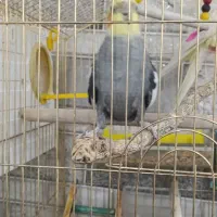 عروس هلندی سخنگو