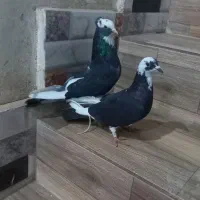 کبوتر|پرنده|زارچ, |دیوار