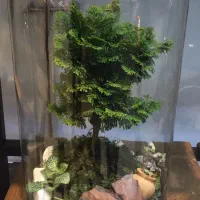 تراریوم ،کادو،هدیه.مناسبت.بنسای|گل و گیاه طبیعی|تهران, ائمه اطهار|دیوار