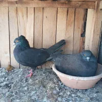 کفتر زاغ وطوقی