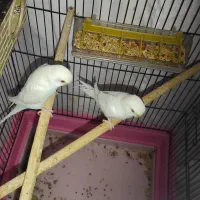 مرغ عشق|پرنده|مسجد سلیمان, |دیوار