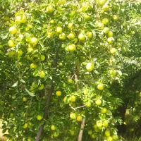 کارگر باغ نیازمندم