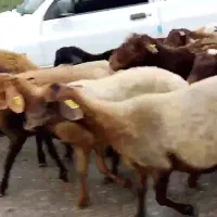 گوسفند زنده بره میش شیشک بزغاله|حیوانات مزرعه|قم, سراجه (۱۵ خرداد)|دیوار