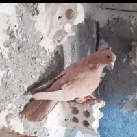 کفتر یا کبوتر