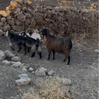 بز بزغاله‌ بز‌ خشک‌ چپش‌ چاق‌ مس‌‌مس
