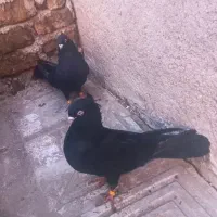 کفتر