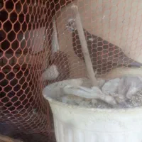 5سینه فروشی فوری