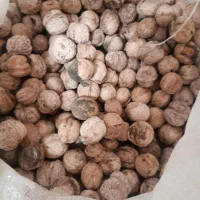فروش گردو کیلو و هزاری
