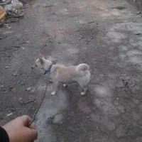 پاکوتاه باردار شیواوا کورگی ریز، نگهبان ،گوش سیخ|سگ|ملکان, |دیوار