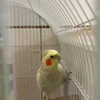 2تا عروس هلندی|پرنده|تهران, بیسیم|دیوار