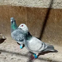 ماده المانی پرشی زدخوردی