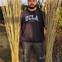 نهال صنوبر اقتصادی و با کیفیت