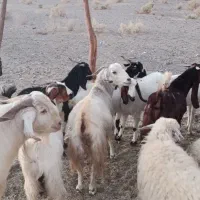 گوسفند بز فروشی|حیوانات مزرعه|بلوک, |دیوار