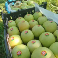 زمین و باغ|فروش زمین و ملک کلنگی|اشترینان, |دیوار