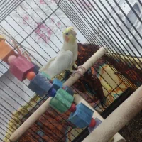 یک عدد عروس هلندی سخن گو