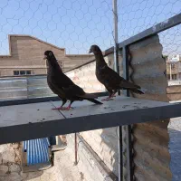 چهار جفت کبوتر  اتیغه|پرنده|شیراز, شریف‌آباد|دیوار